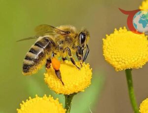 Arılar için Yeni Tehditler ortaya Çıktı