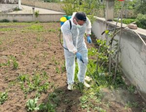 Aydıntepe İlçe Tarım ve Orman Müdürlüğünden Yabancı Ot Mücadelesi!