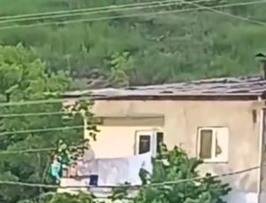 Ayıların Gümüşhane’deki Tehlikeli Yükselişi