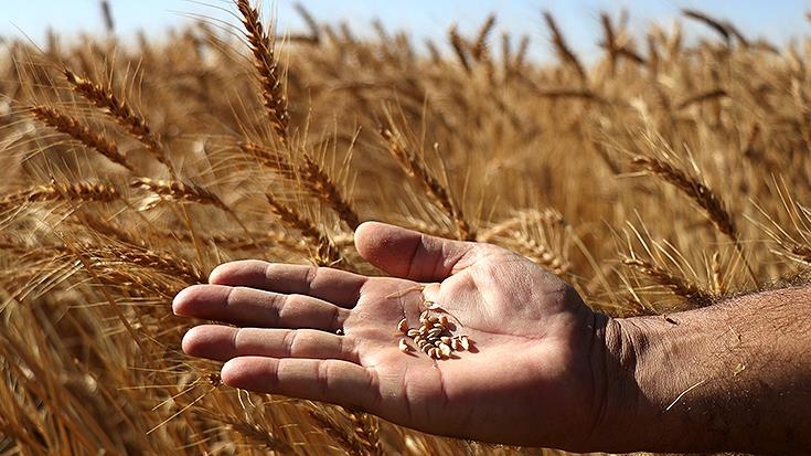 Bitki Islahçıları Günü: Bitki Islahının Önemi