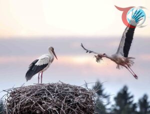 Bursa’da Uluslararası Leylek Şenliği Başlıyor