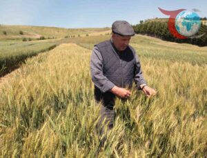 Çanakkale’de Buğday ve Arpa Çeşit Demonstrasyonu Tarla Günü Düzenlendi