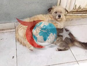 Çanakkale’de Tarçın İsimli Köpek, Kediyi Emzirerek Anneliğe Soyundu