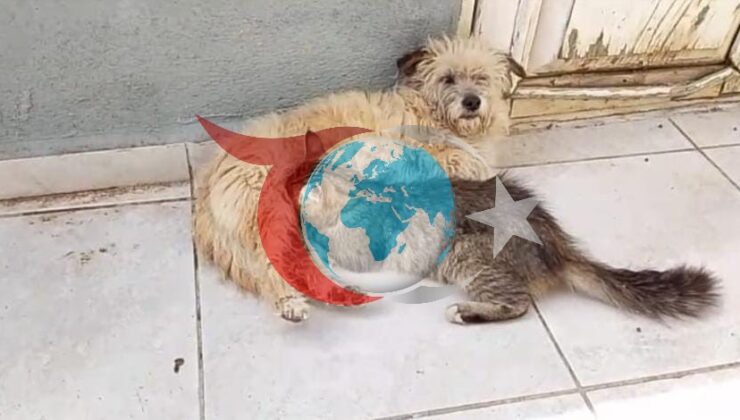 Çanakkale’de Tarçın İsimli Köpek, Kediyi Emzirerek Anneliğe Soyundu