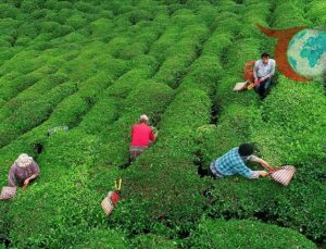 ÇAYKUR, 2024 Yılında 783 Bin Ton Yaş Çay Alımı Yapacak