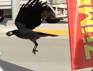 Çerezci Kargası: Elazığ’da Eğlenceli Bir Olay