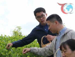 Çin’den Rize’ye Gelen Akademisyenler Çay Hasadı Yaptı