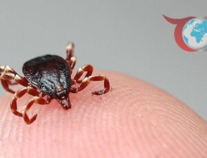 Çocuk Sağlığı ve Hastalıkları Ana Bilim Dalı Öğretim Üyesi KKKA Hakkında Uyardı