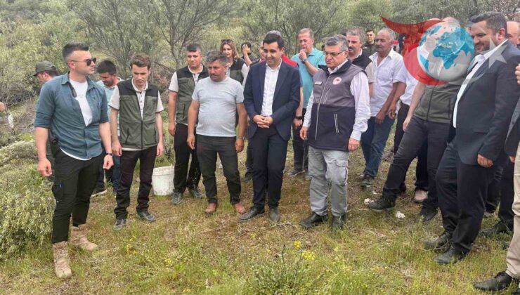 Delice Zeytin Ağaçları Projesi Köye Kazandırılıyor