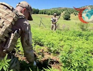 Diyarbakır’da Uyuşturucu Operasyonu: 174 Ton Esrar Ele Geçirildi