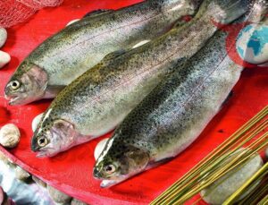 Doğu Karadeniz’den Yüksek Kazanç: Türk Somonu İhracatı Artıyor