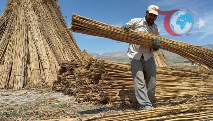 Eber Gölü’nde Kamış Hasadı Başladı