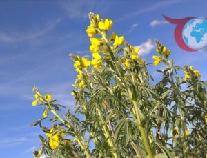 Eber Sarısı Koruma Altında