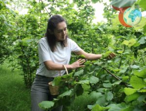 Fındık Yaprağı Sarması: Kansere Karşı Doğal Bir Savaşçı