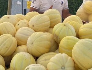 Gönen Kavunu için Coğrafi İşaret Başvurusu Başlatıldı