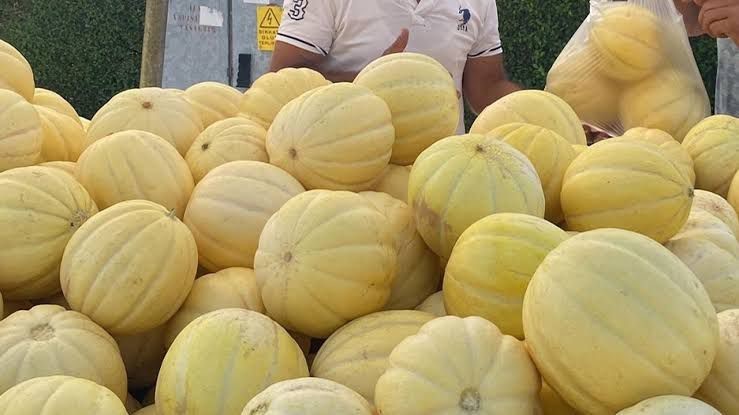 Gönen Kavunu için Coğrafi İşaret Başvurusu Başlatıldı