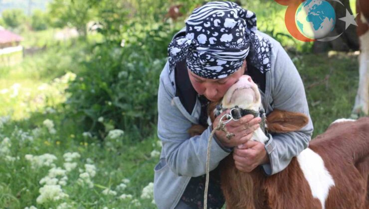 Gürcü gelin Derebük köyünde hayvancılık yapıyor