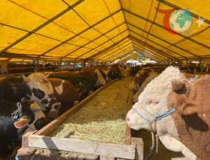 İhlas Vakfı Kurban Bayramı Çalışmalarını Sürdürüyor