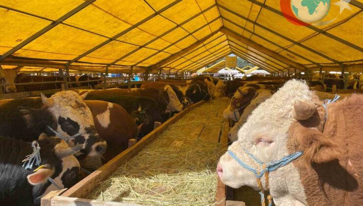 İhlas Vakfı Kurban Bayramı Çalışmalarını Sürdürüyor