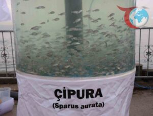 İzmit Körfezi’ne Yeniden Hayat Veriliyor: Balıklar Geri Dönüyor