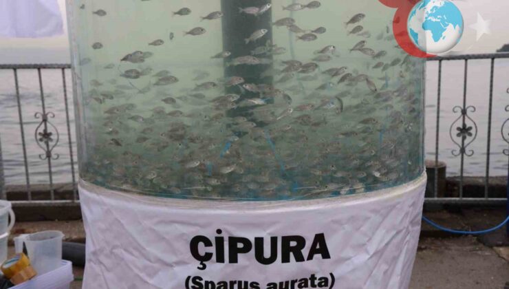 İzmit Körfezi’ne Yeniden Hayat Veriliyor: Balıklar Geri Dönüyor