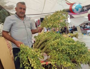 Kahramanmaraş’ın Yeşil Nohudu Pazarlarda Yerini Aldı