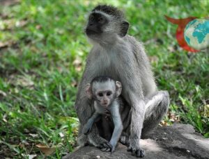 Kapuçin Maymunlarının Şaşırtıcı Davranışları Ortaya Çıktı