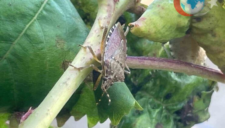 Karacabey’deki Çiftçilerin Kâbusu: Kahverengi Kokarca İstilası