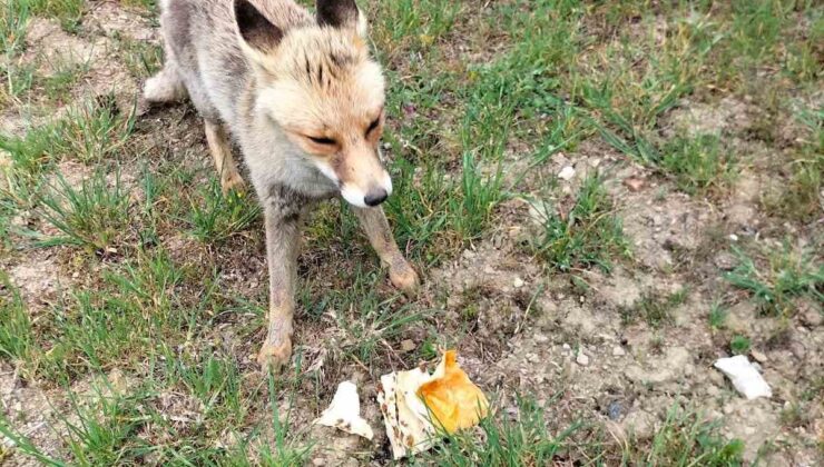 Kastamonu’da Tilkiyi Börekle Besleyen Vatandaş