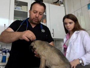 Keneye Karşı Dikkatli Olunması Gerekenler