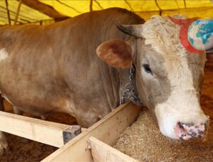 Kurban Bayramı’nda Hayvan Seçimi ve Et Saklama Önerileri