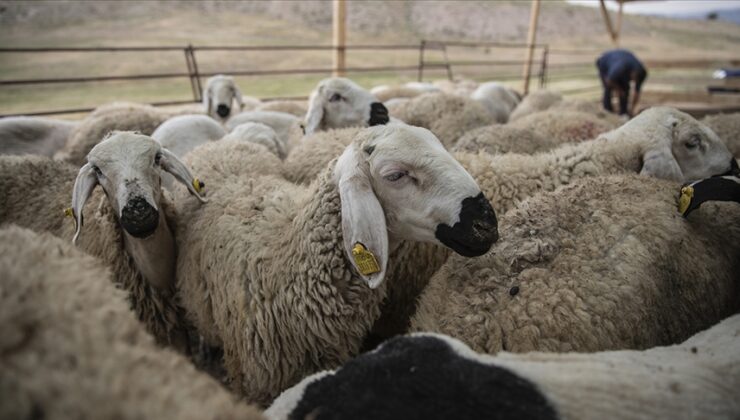 Kurbanlık Hareketliliği Öncesi Önlemler Alındı