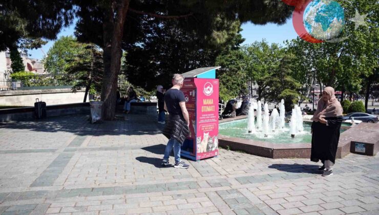 Martıların Kedileri Taklit Etmesi İstanbul’u Şaşırttı