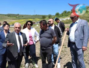 Nilüfer Belediyesi Zeytin Fidanlarıyla Toprakla Buluştu