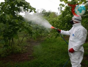 Ordu’da Fındığı Tehdit Eden Külleme ile Mücadele Başladı
