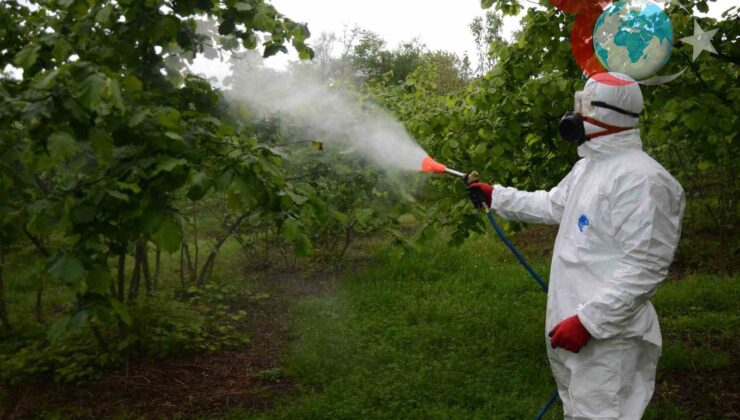 Ordu’da Fındığı Tehdit Eden Külleme ile Mücadele Başladı