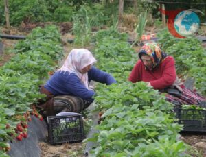 Ordu’da Kadınların Geçim Kaynağı: Çilek Hasadı