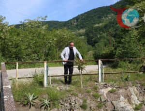 Perşembe İlçesindeki Sarı Köprü Yenileniyor