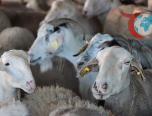 Sahte Bağış Sitelerine Karşı Uyarı: İstanbul Uzmanlar Tüketiciyi Bilgilendiriyor