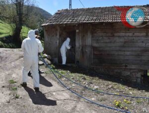 Sakarya’nın Hendek İlçesinde Kahverengi Kokarca Böceği İlaçlanmaya Başladı