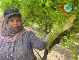 Sarıgöl Ovasındaki Üzüm Bağlarında Salkımlar Dolgunlaşmaya Başladı