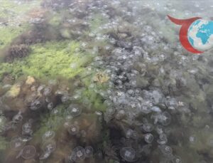 Sinop’ta Denizanası Yoğunluğu Artıyor