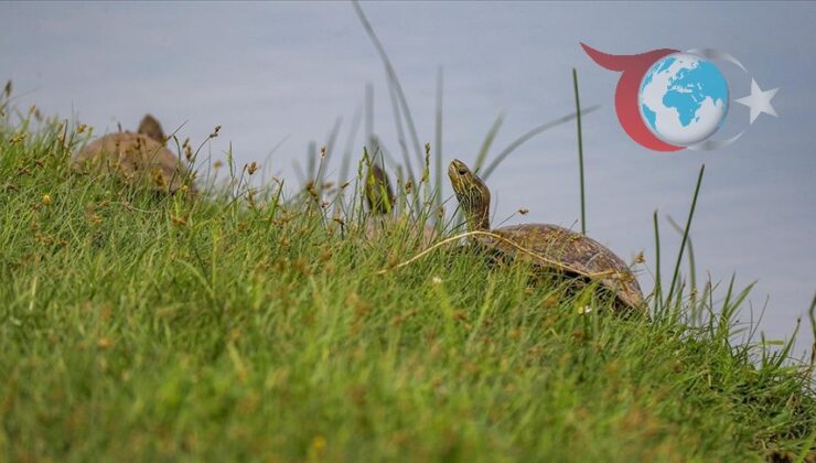 Su Kaynaklarındaki Kaplumbağaların Tehdidi