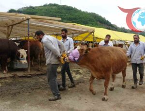 Trabzon’da Kurban Pazarı Renkli Görüntülere Sahne Oldu