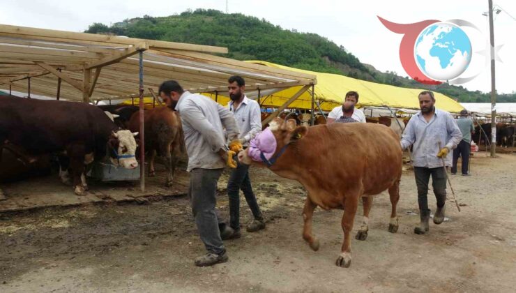 Trabzon’da Kurban Pazarı Renkli Görüntülere Sahne Oldu