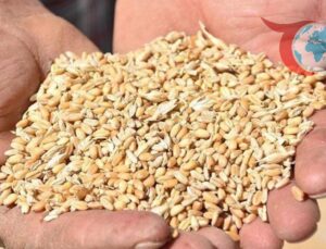 TÜİK 2025 Yılı Bitkisel Üretim Tahminlerini Açıkladı