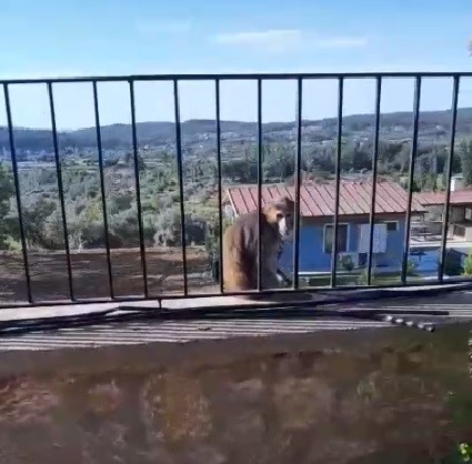 Ula’da Sokakları Şaşkına Çeviren Maymun Olayı