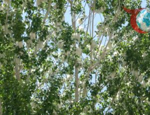 Van’da Polen Yoğunluğu Artıyor: Alerjik Hastalara Uyarı!