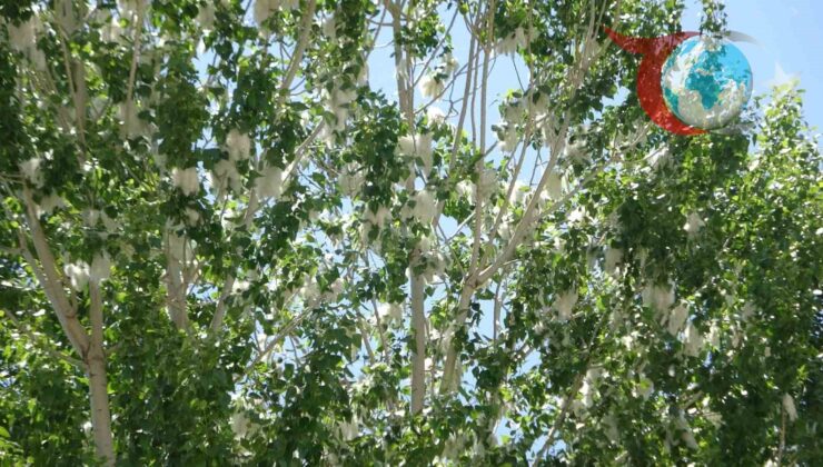 Van’da Polen Yoğunluğu Artıyor: Alerjik Hastalara Uyarı!