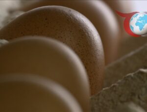 Yumurta Fiyatları Üzerine Yeni Düzenlemeler: Bakanlık Harekete Geçti